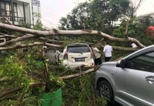 Hujan Angin Puting beliung Tumbangkan Pepohonan Menimpa Mobil hingga Ringsek