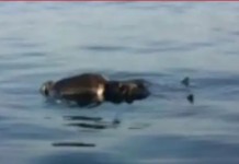 Ditemukan Jenazah Diduga Bos Wuling di Temukan di Pesisir Laut Barat Lampung