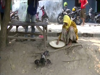 Warga Memberikan Raskin Untuk Ayam Ternak 1
