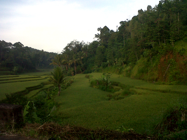 Kampung Lebak Bitung Menuju Desa Wisata 2 Hamparan Pematang Sawah dengan pemandangan di desa Curuglemo. (Foto: Alex Hine)