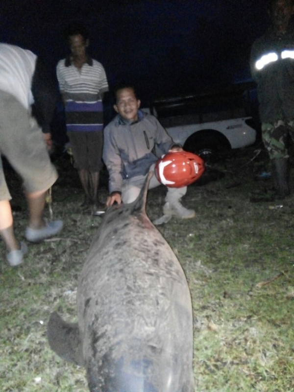Warga Temukan Lumba-Lumba Tewas Dan Terdampar Di Pantai Cibungur 1 Warga Menunjukan Ikan Lumba-Lumba Yang Terdampar Di