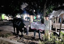 Penyerahan bantuan sapi kurban dan beras dari PT LCI kepada warga Gerem Raya