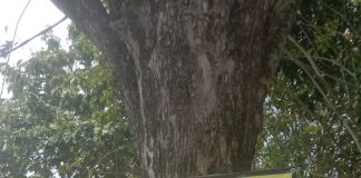 Pekerja proyek Jalan Sudik–Somang Kota Serang tanpa K3, muncul dugaan drainase siluman di luar kontrak
